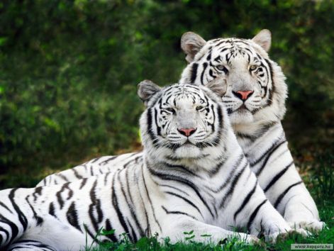 bengali_tigrisek.jpg